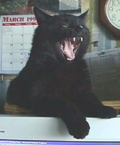 Black Bart yawn catbyte2.jpg (11767 bytes)