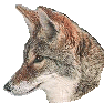 coyotecl.gif (7144 bytes)