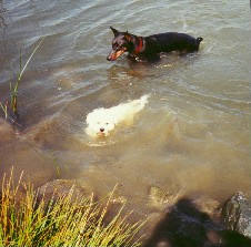 Swimming with the BIG dogs. max4.jpg